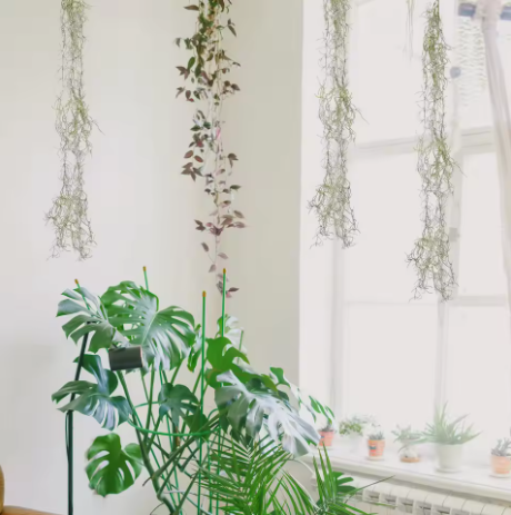 Why Your Home Needs Biophilic Design screenshot 2026 05 10 075838